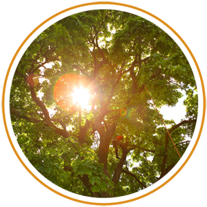 Spreading tree canopy