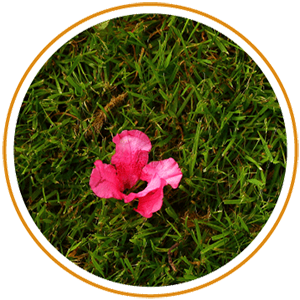 pink flower in grass