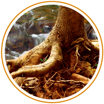roots Exposed tree roots