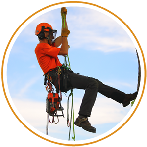 Spurless climbing arborist descending from tree