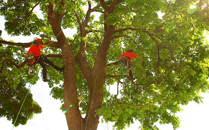 Two arborists spurless climbing